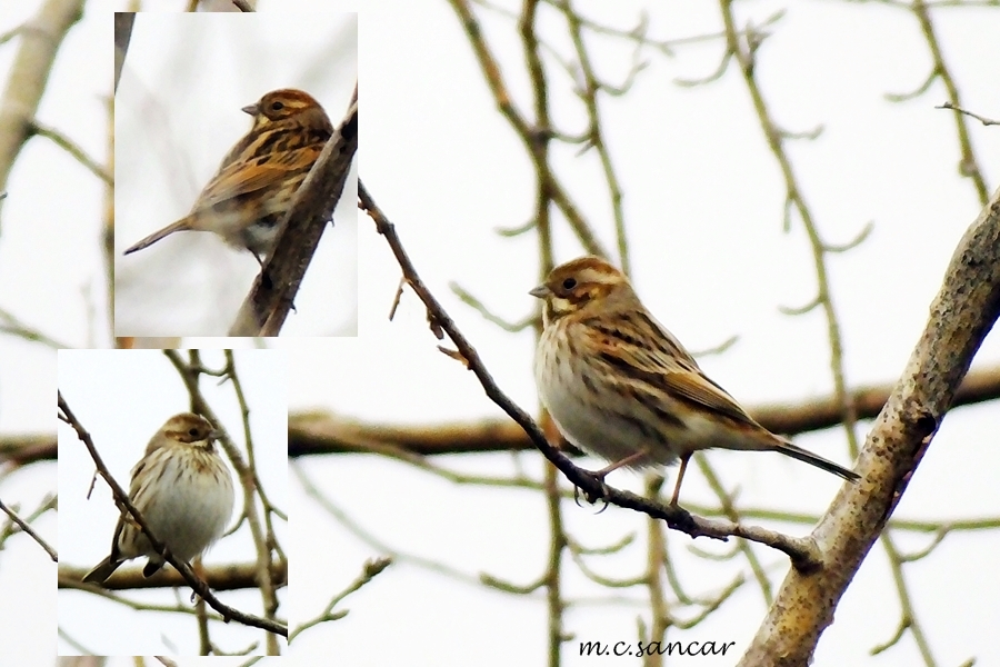 Bataklık Kirazkuşu