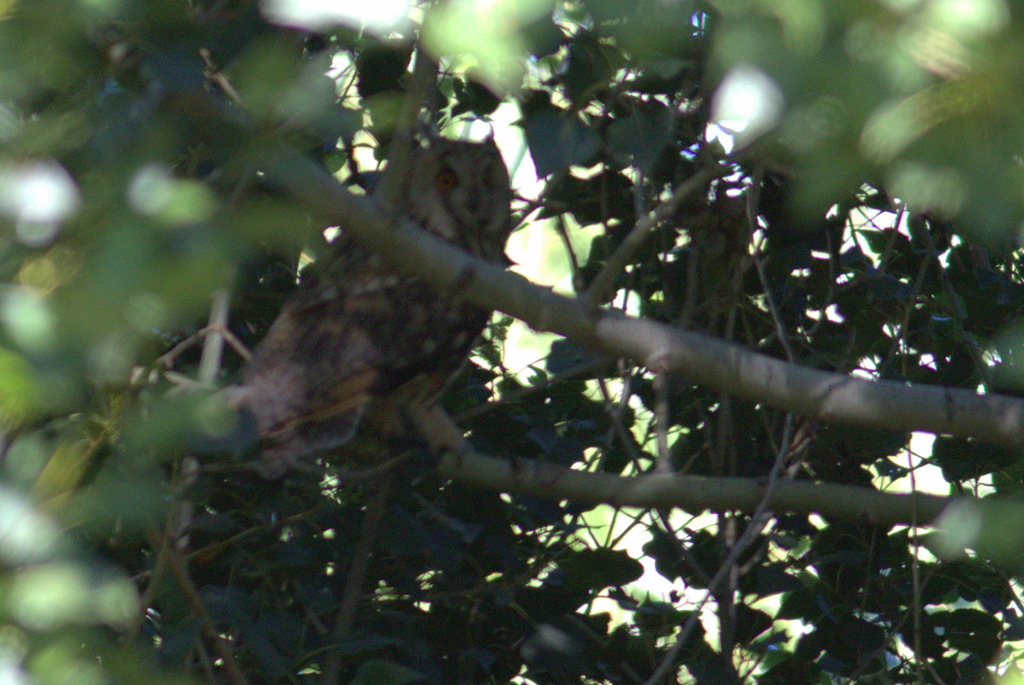 Kulaklı orman baykuşu