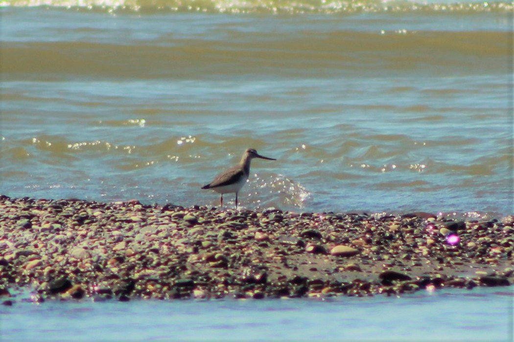 Terek düdükçünü