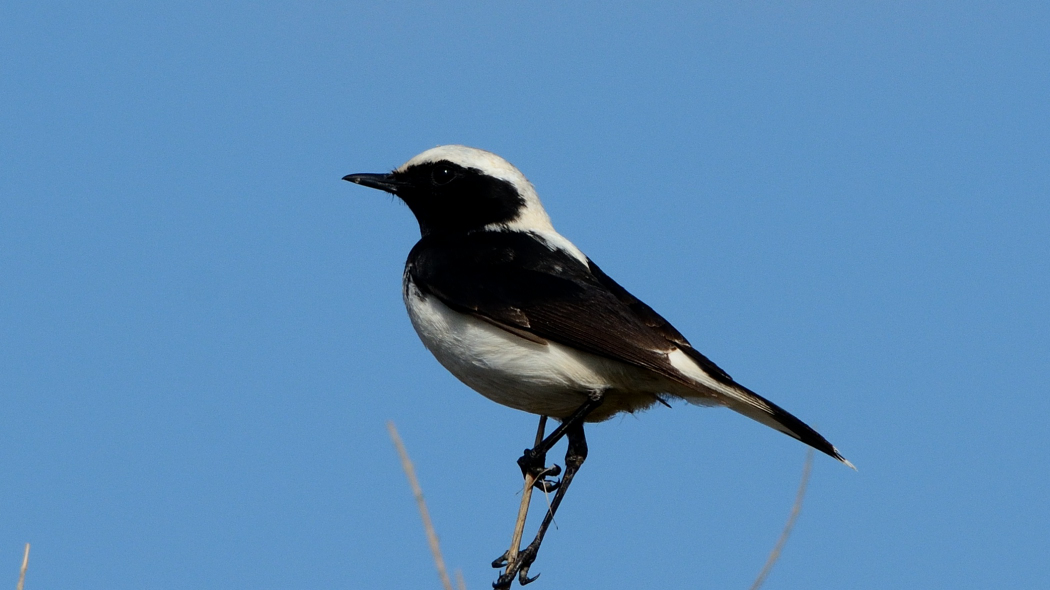 Aksırtlı kuyrukkakan