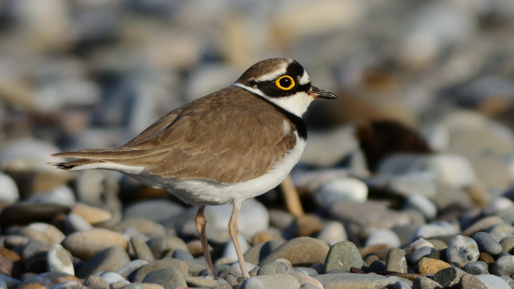 Halkalı küçük cılıbıt