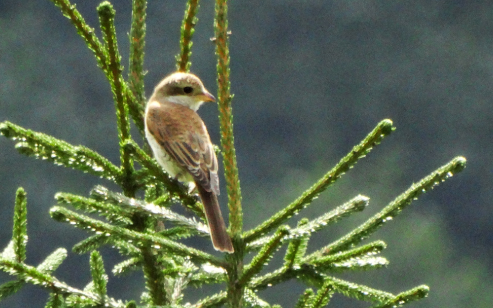 Kızılsırtlı örümcekkuşu