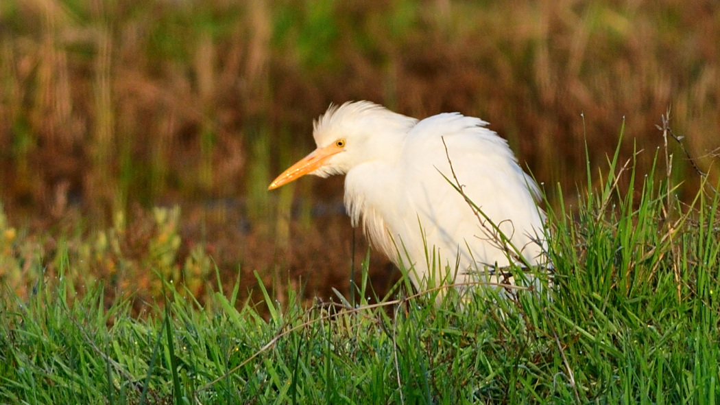Sığır balıkçılı