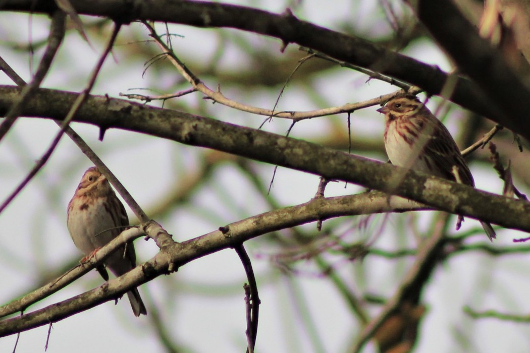 Akkaşlı kirazkuşu