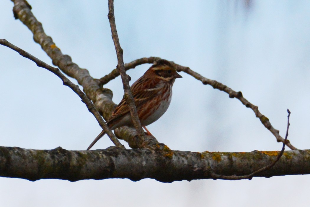 Akkaşlı kirazkuşu