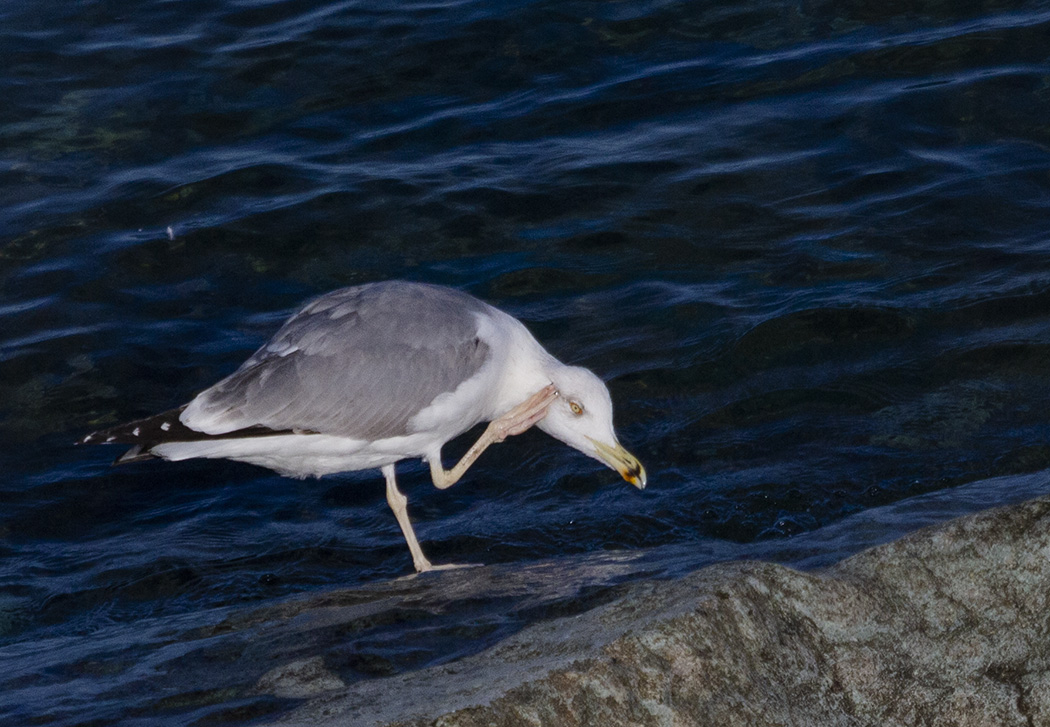 Kuzey gümüş martı