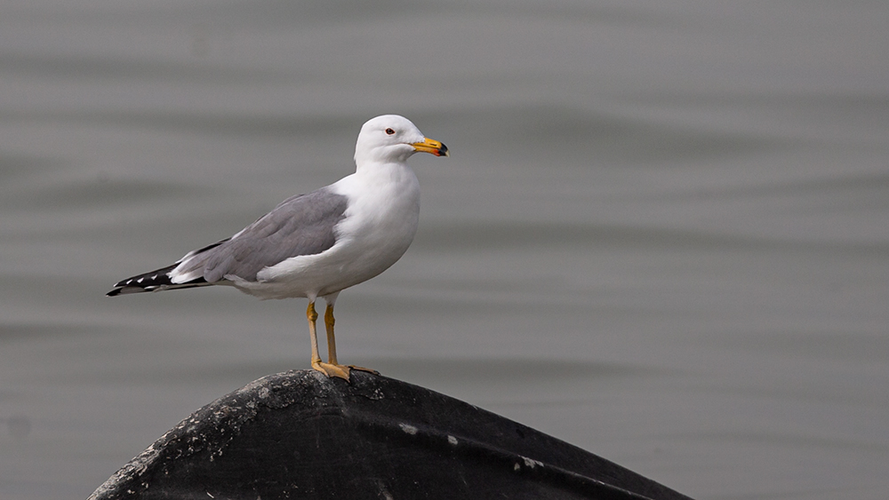 Van gölü martısı