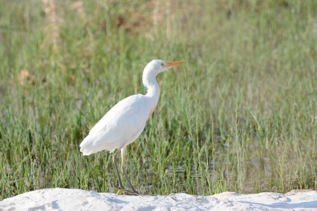 Sığır balıkçılı