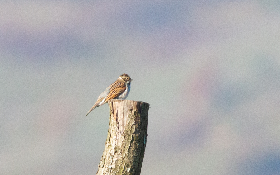 Bataklık Kirazkuşu