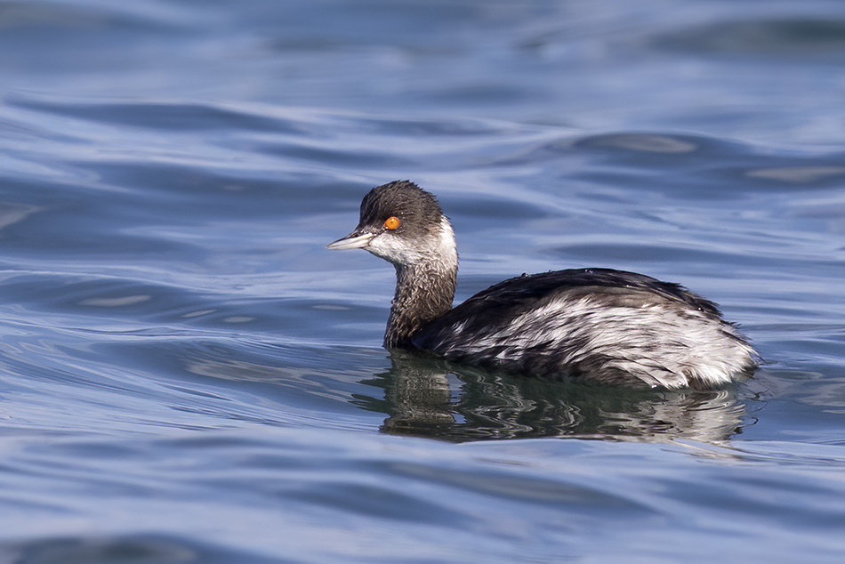 Karaboyunlu batağan