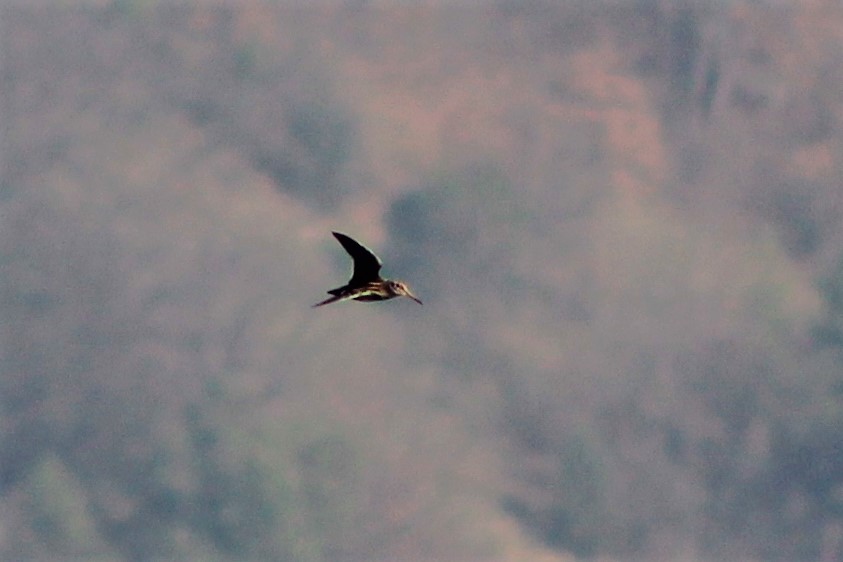 Küçük suçulluğu