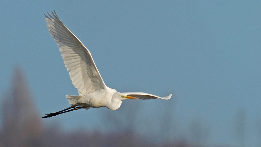 Büyük ak balıkçıl