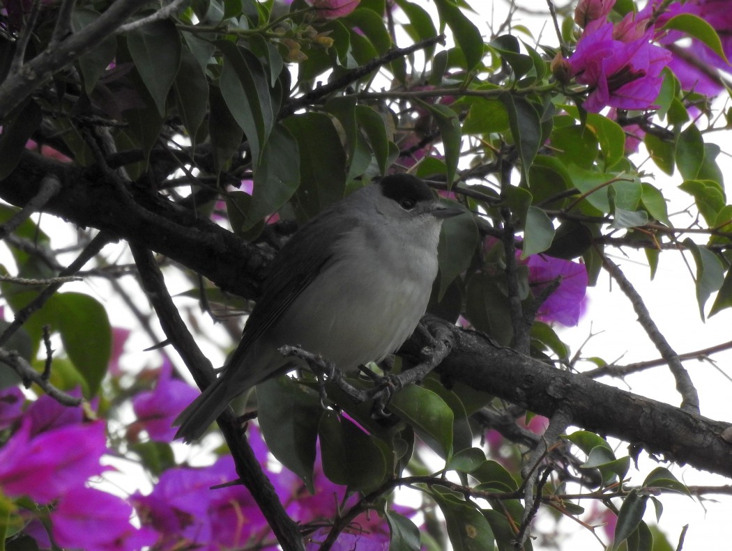 Karabaşlı ötleğen