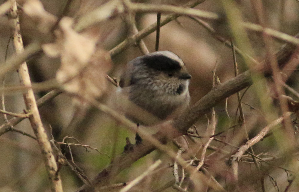 Uzunkuyruklu baştankara