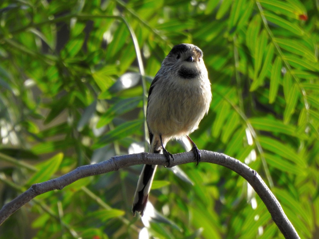 Uzunkuyruklu baştankara