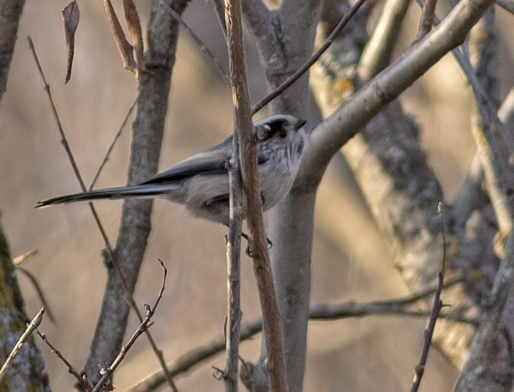 Uzunkuyruklu baştankara