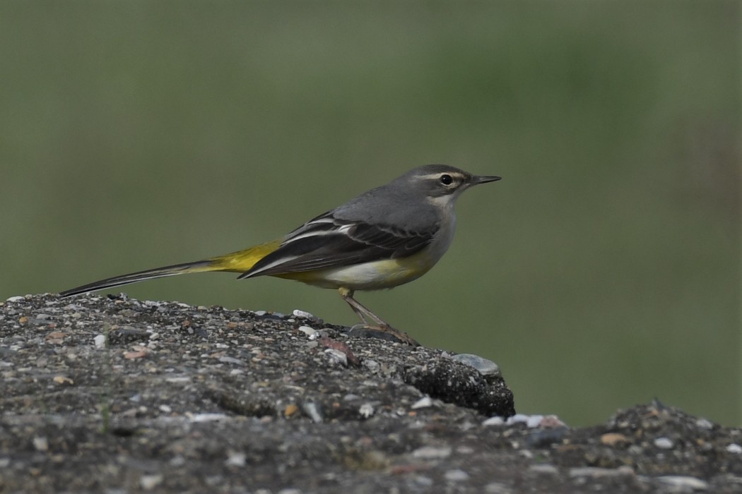 Dağ kuyruksallayanı