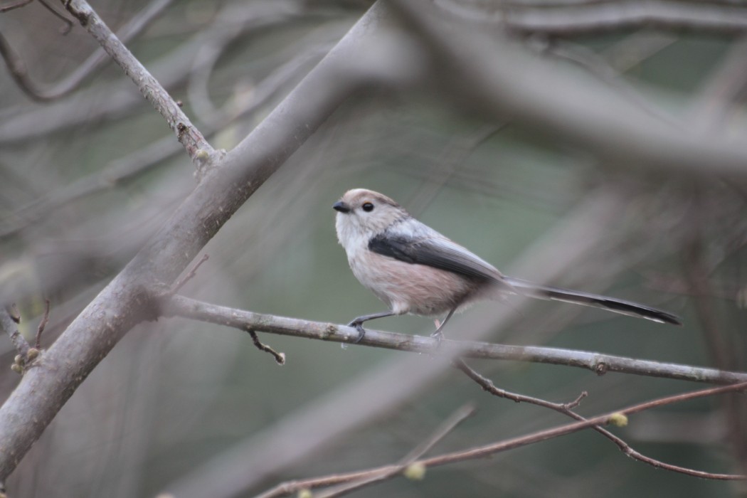 Uzunkuyruklu baştankara
