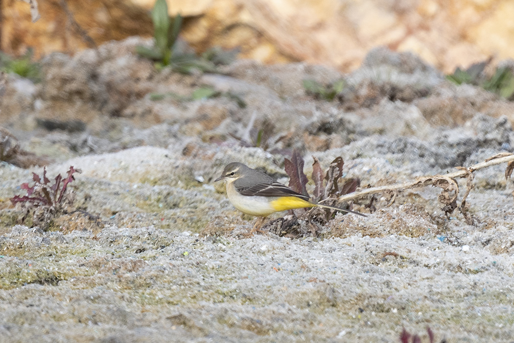 Dağ kuyruksallayanı