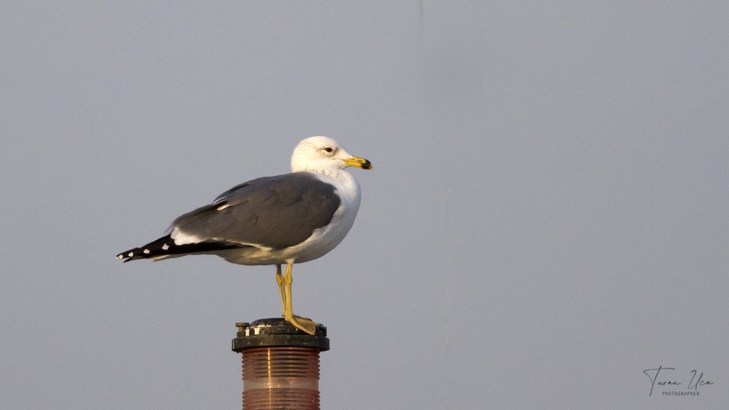 Van gölü martısı