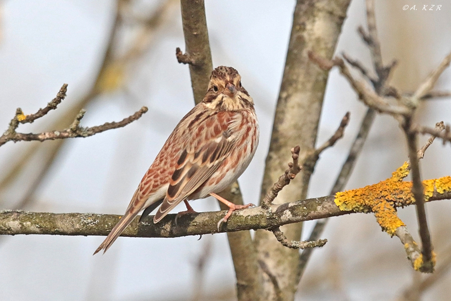 Akkaşlı kirazkuşu