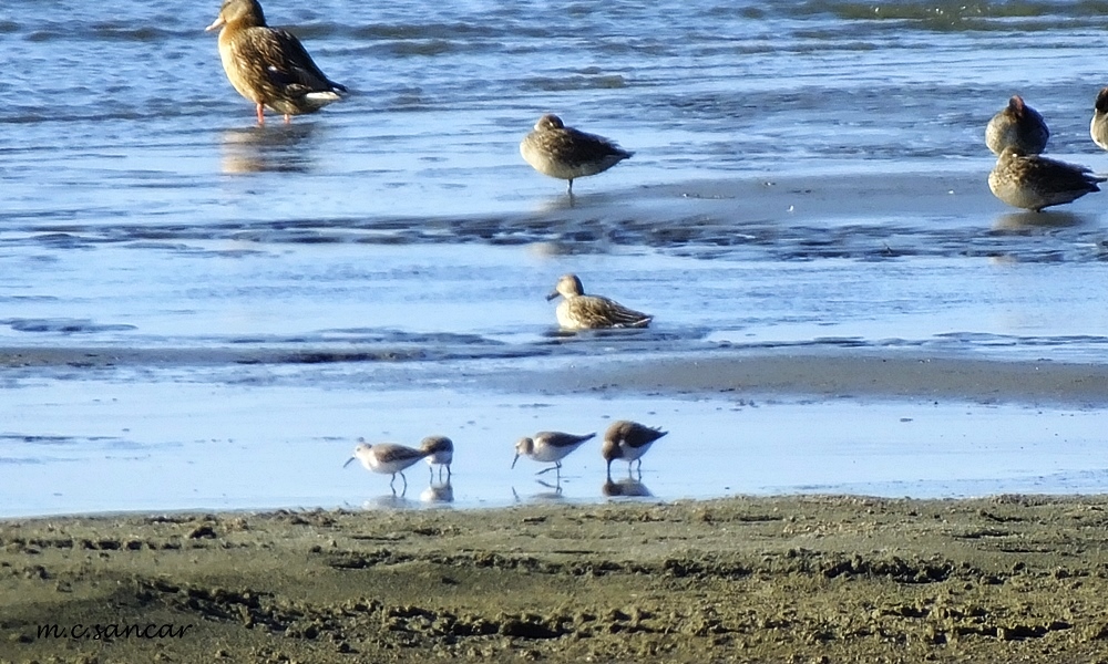 Karakarınlı kumkuşu