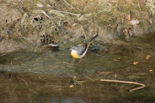 Dağ kuyruksallayanı