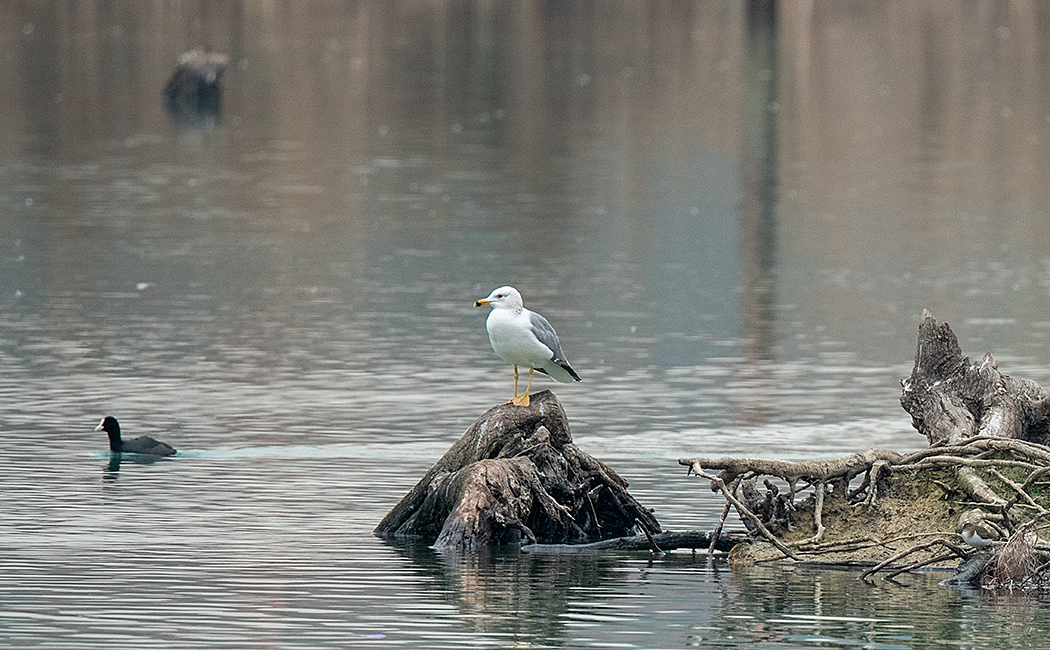 Van gölü martısı