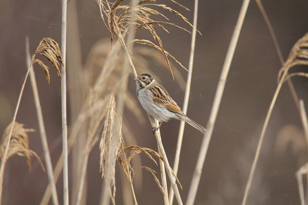 Bataklık Kirazkuşu