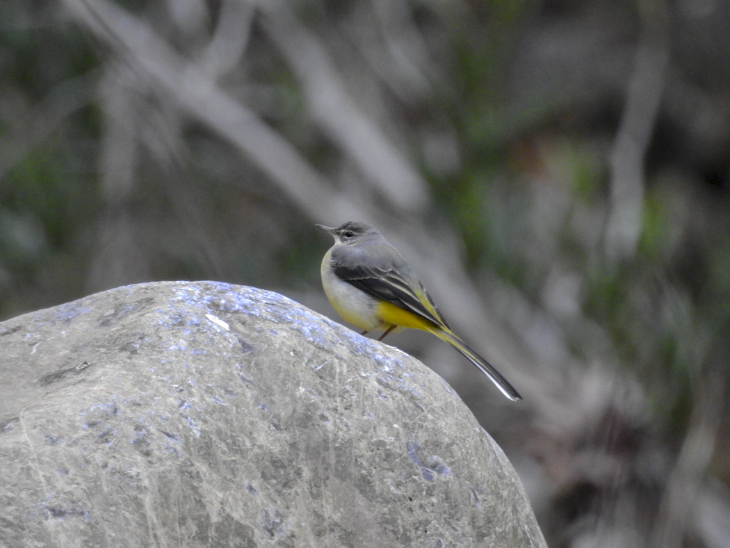 Dağ kuyruksallayanı