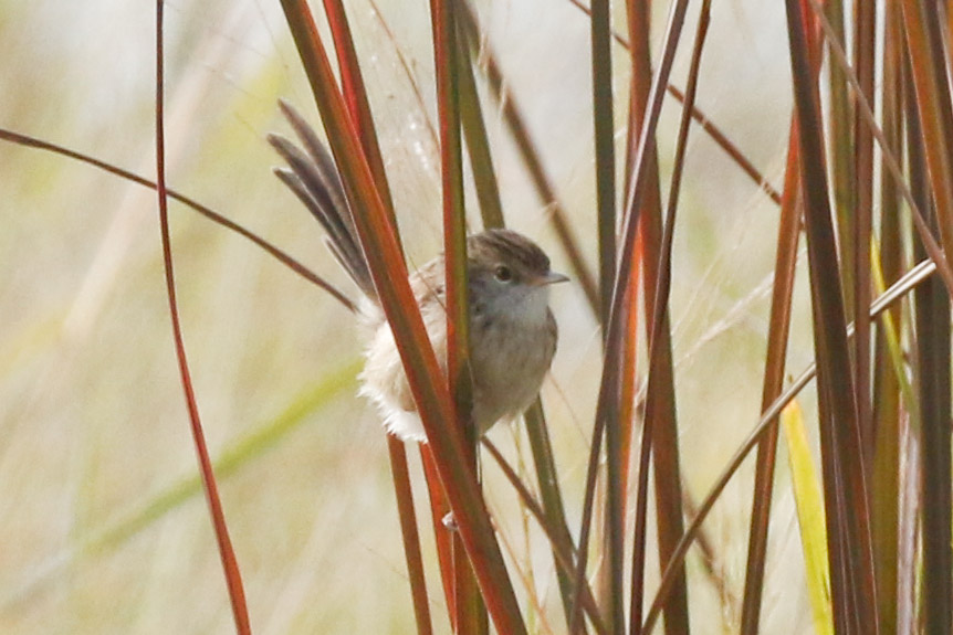 Dikkuyruklu ötleğen