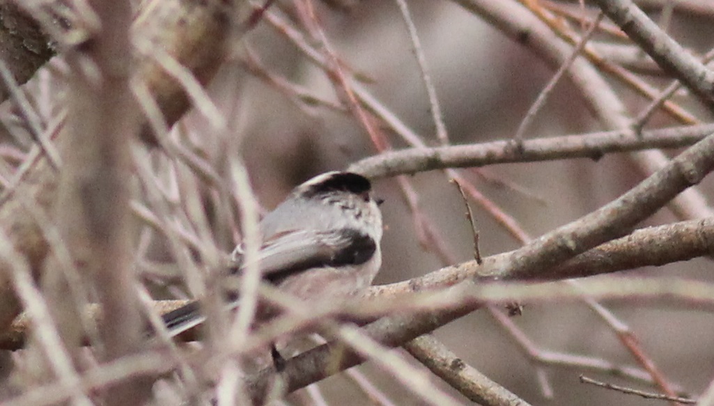 Uzunkuyruklu baştankara
