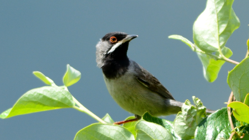 Karaboğazlı ötleğen