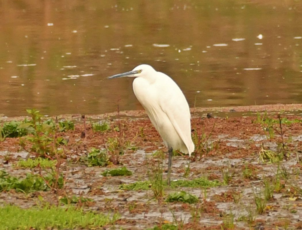 Küçük ak balıkçıl
