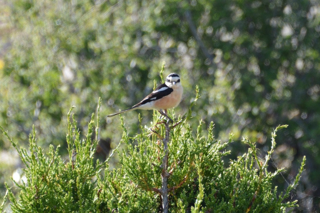 Maskeli örümcekkuşu