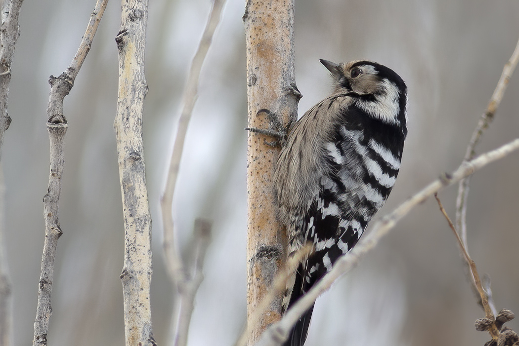 Küçük ağaçkakan