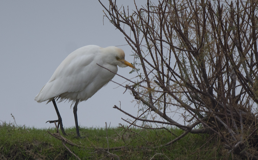 Sığır balıkçılı