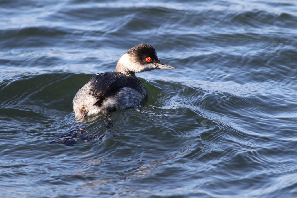 Karaboyunlu batağan