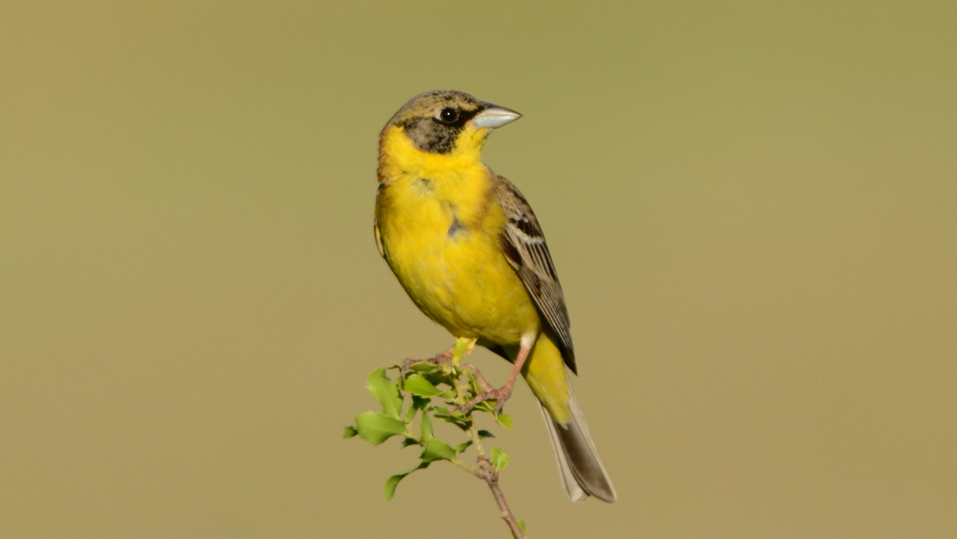 Karabaşlı kirazkuşu