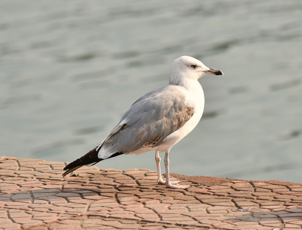 Küçük gümüş martı