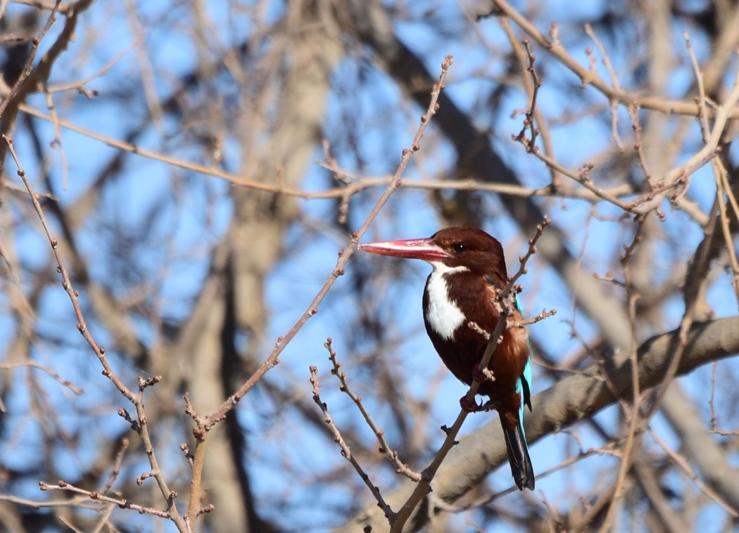 İzmir yalıçapkını