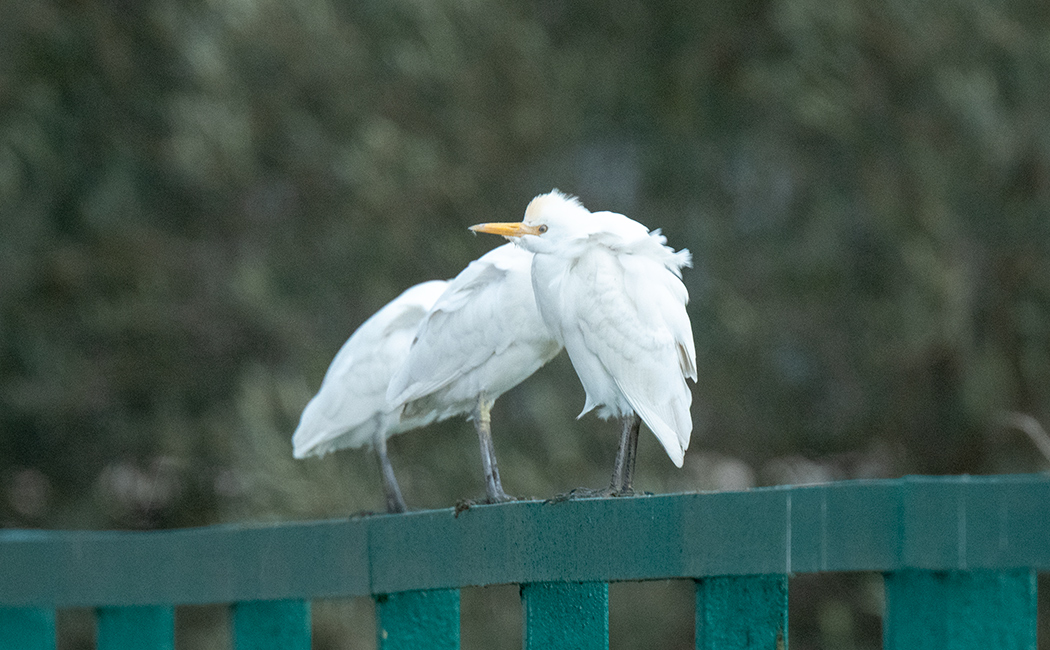 Sığır balıkçılı