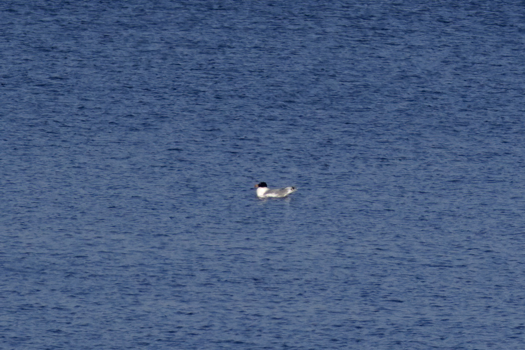 Büyük karabaş martı