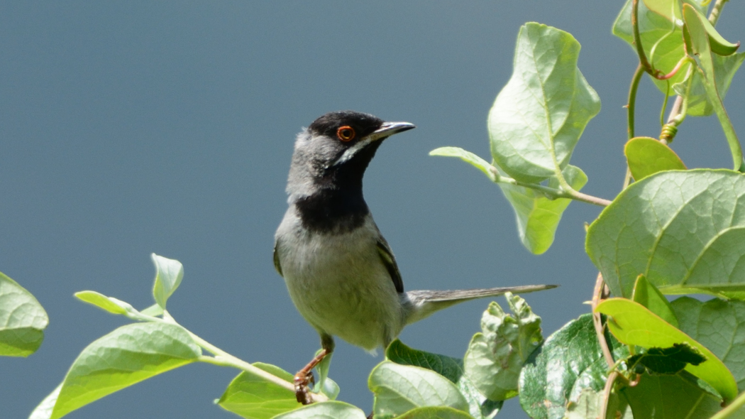 Karaboğazlı ötleğen