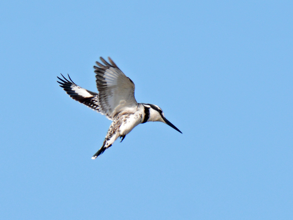 Alaca yalıçapkını