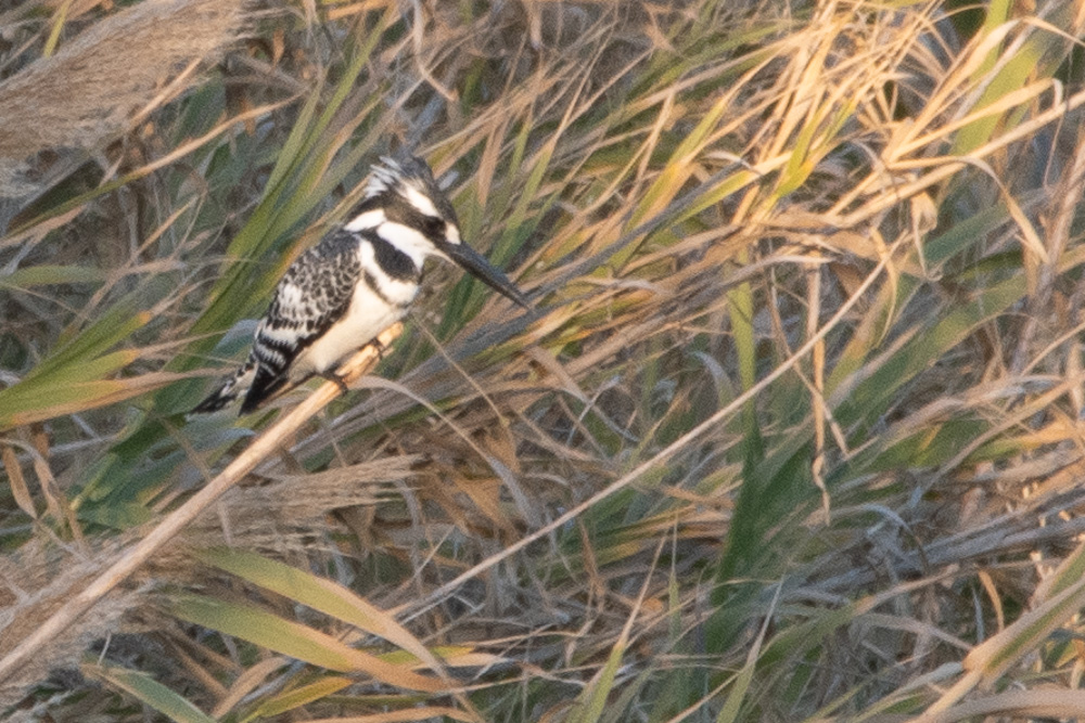 Alaca yalıçapkını