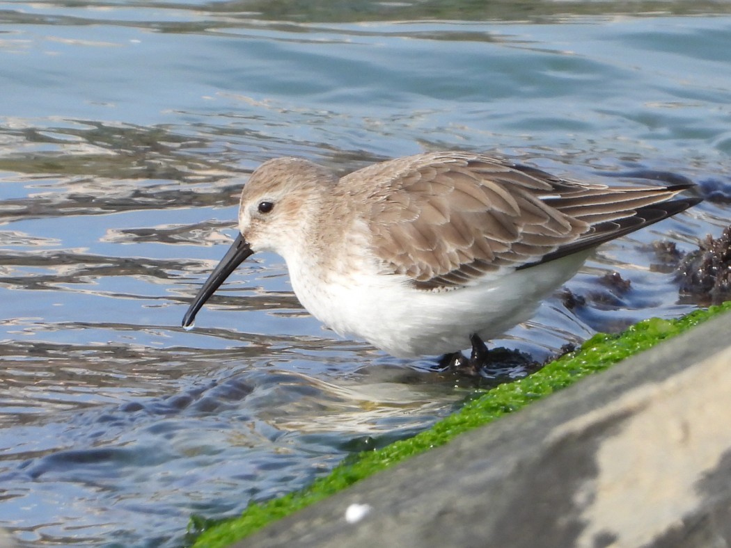 Karakarınlı kumkuşu