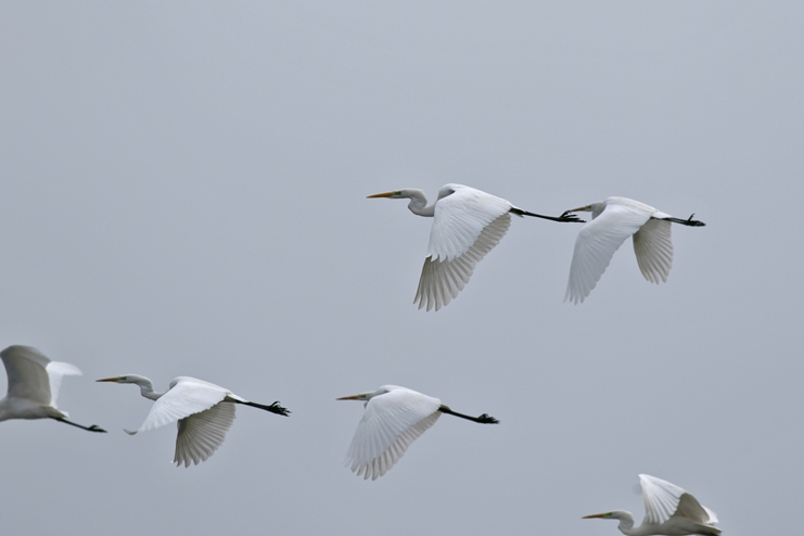 Büyük ak balıkçıl