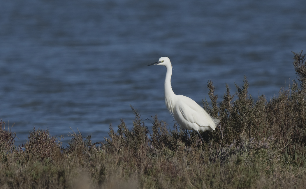 Küçük ak balıkçıl