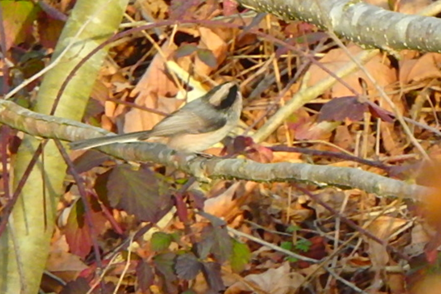 Uzunkuyruklu baştankara